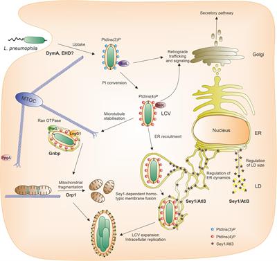 Dictyostelium Dynamin Superfamily GTPases Implicated in Vesicle Trafficking and Host-Pathogen Interactions